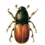 guve ilaçlama, orumcek ilaçlama, kirkayak ilaçlama, çıyan ilaçlama, fare ilaçlama, tahta kurusu ilaçlama, kalorifer-bocegi ilaçlama, hamam böceği ilaçlama, kene ilaçlama, istanbul ilaçlama, kadıköy ilaçlama, maltepe ilaçlama